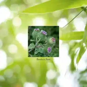 Burdock