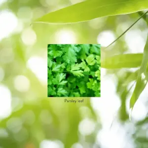 Parsley