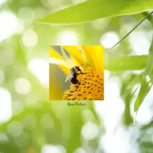 Bee Pollen