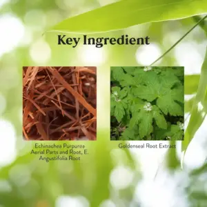 Echinacea/Golden Seal