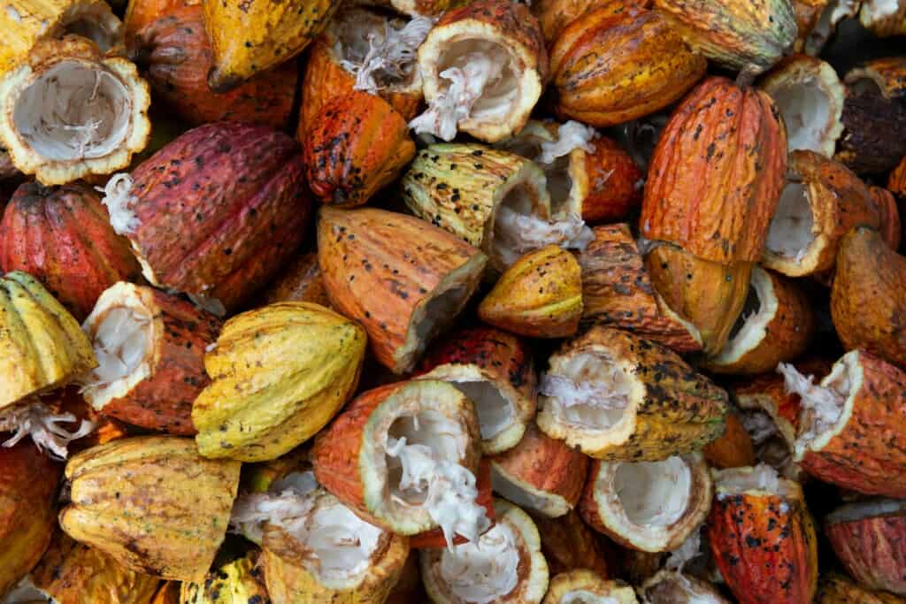 cacao pile