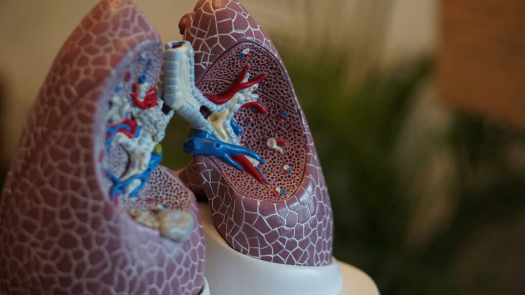 set of lungs