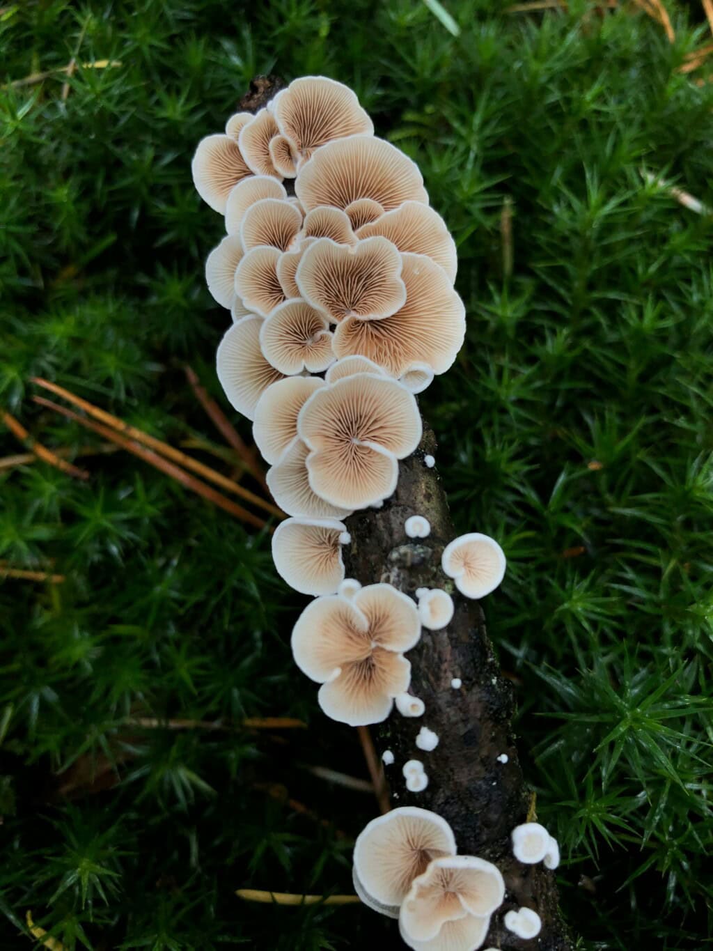 bundle of mushrooms