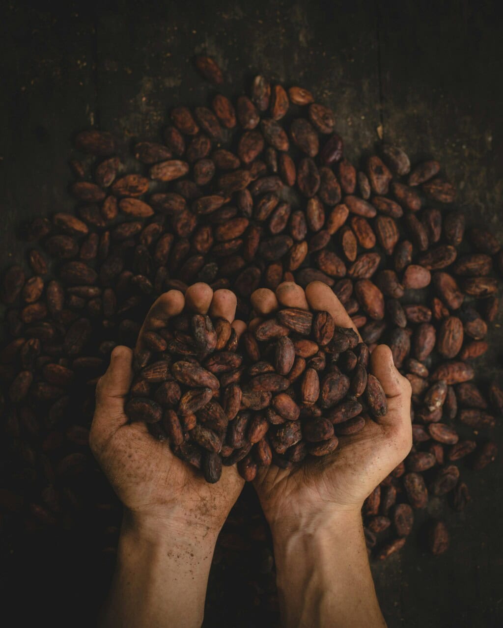 pile of cacao