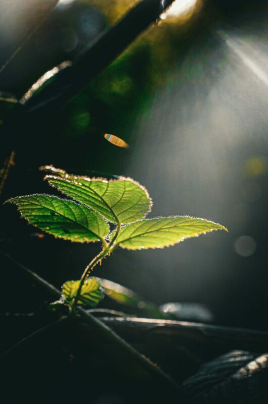 leaf in sunlight