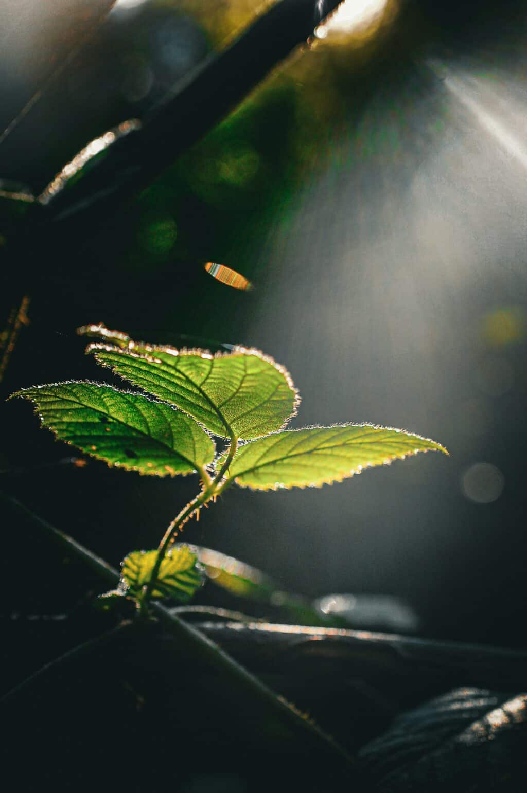 leaf in sunlight